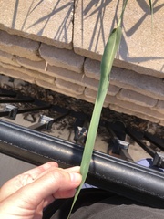 Setaria