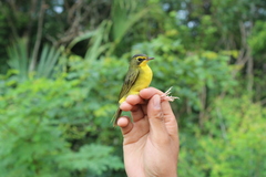Geothlypis formosa