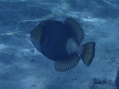 Balistoides viridescens