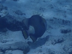 Balistoides viridescens