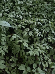 Aegopodium