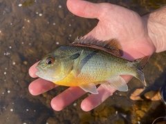 Lepomis auritus