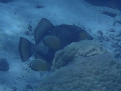 Balistoides viridescens