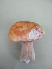 Boletus chippewaensis