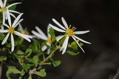Olearia