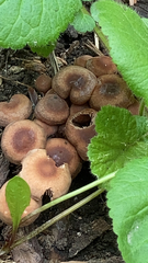 Gymnopus brassicolens