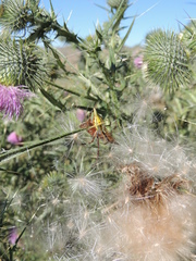 Argiope protensa