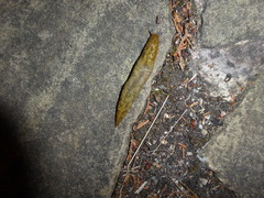 Limacus