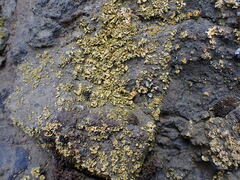 Xanthomendoza