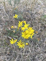 Xanthisma spinulosum