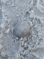 Chione elevata