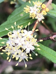 Phebalium squamulosum