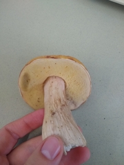 Boletus chippewaensis