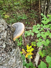 Phellinus nigricans