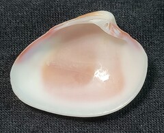 Hysteroconcha rosea