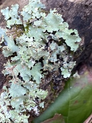 Parmotrema hypotropum