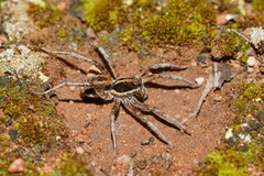 Lycosidae