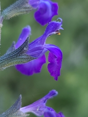 Salvia lycioides