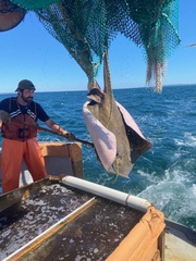 Bathytoshia centroura