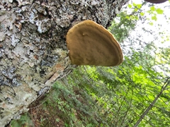Phellinus nigricans