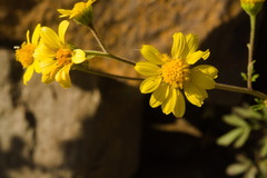 Hymenothrix dissecta