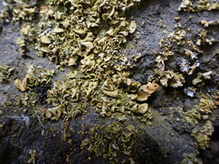 Xanthomendoza