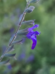 Salvia lycioides