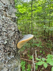 Phellinus nigricans