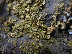 Xanthomendoza