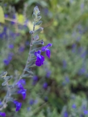Salvia lycioides