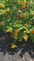 Lantana urticoides