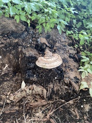 Ganoderma megaloma
