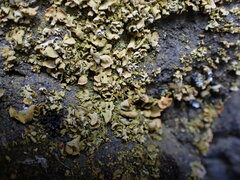 Xanthomendoza