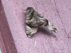 Acosmeryx pseudonaga