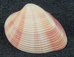 Lamelliconcha concinna