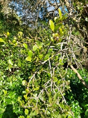 Ileostylus micranthus