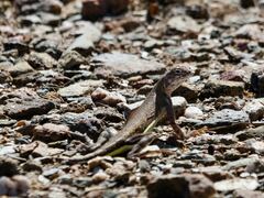 Callisaurus draconoides