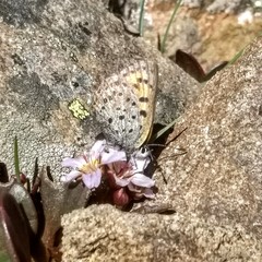 Lycaena cupreus