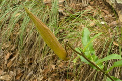 Asclepias hypoleuca