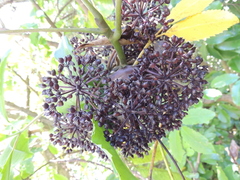 Pseudopanax arboreus