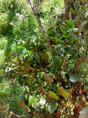 Ileostylus micranthus