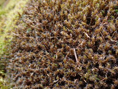 Racomitrium heterostichum