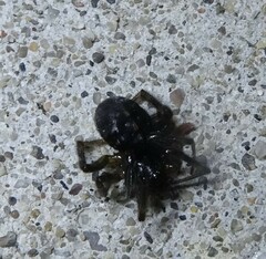 Steatoda