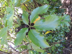 Pseudopanax arboreus