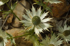 Eryngium lemmonii