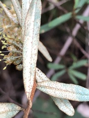 Phebalium squamulosum