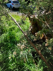 Ileostylus micranthus