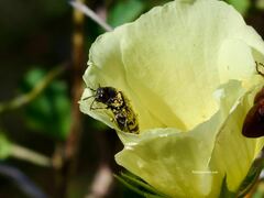Acmaeodera alicia