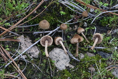 Inocybe