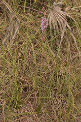 Liatris tenuifolia